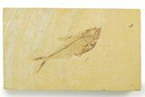 Detailed Fossil Fish (Diplomystus) - Wyoming #355680-1